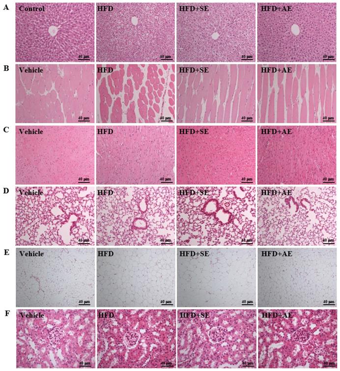 Int J Med Sci Image