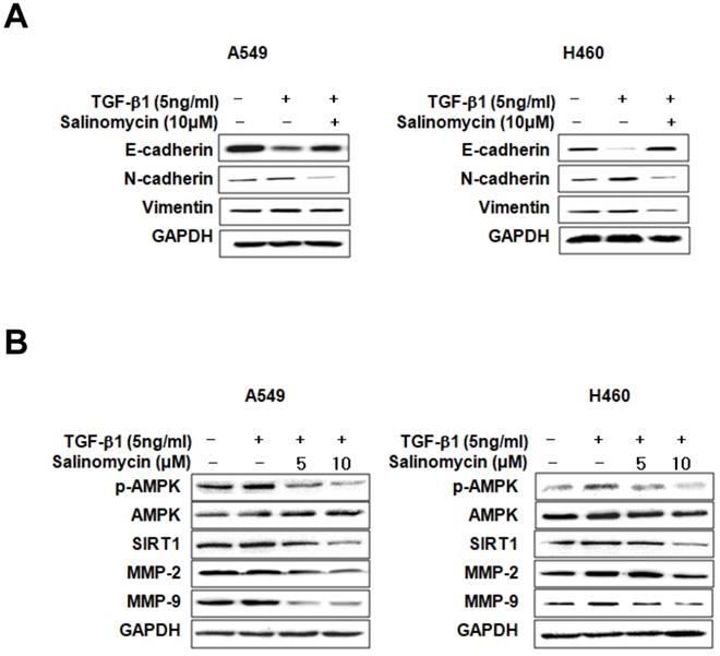 Int J Med Sci Image