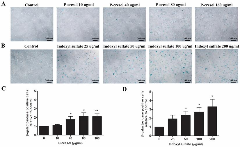 Int J Med Sci Image