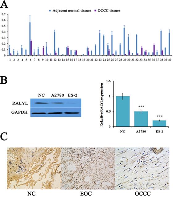 Int J Med Sci Image