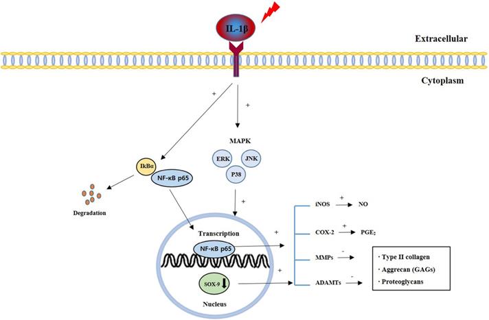 Int J Med Sci Image