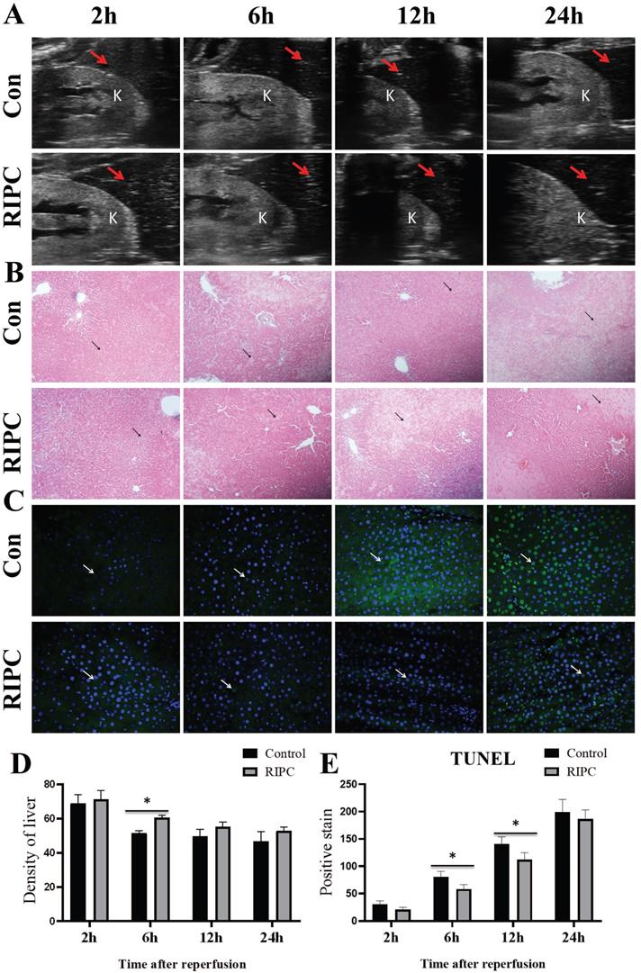 Int J Med Sci Image