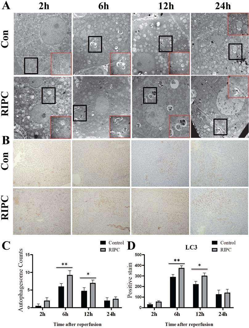 Int J Med Sci Image