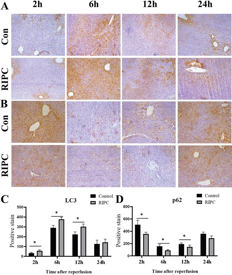 Int J Med Sci Image