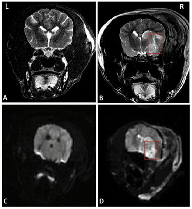 Int J Med Sci Image