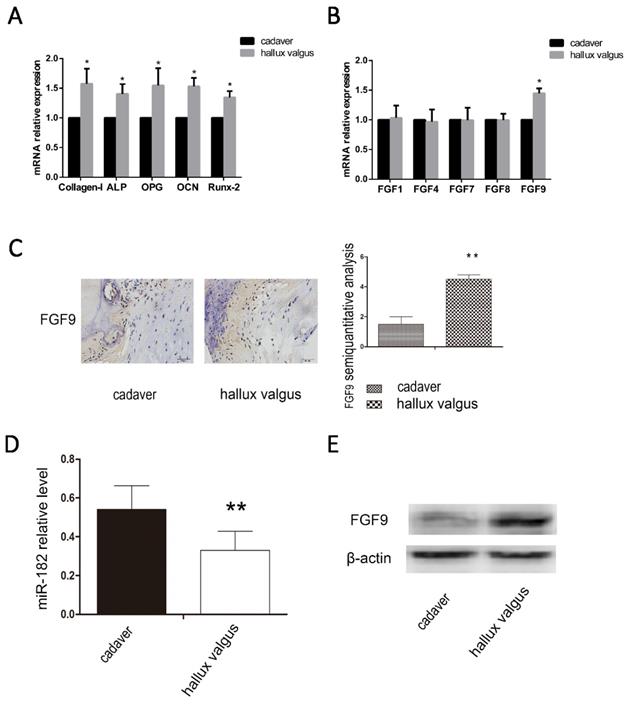 Int J Med Sci Image