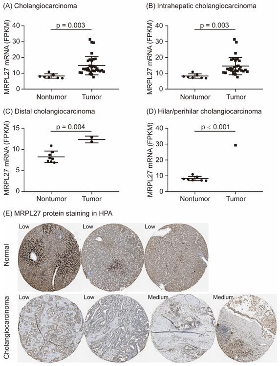 Int J Med Sci Image