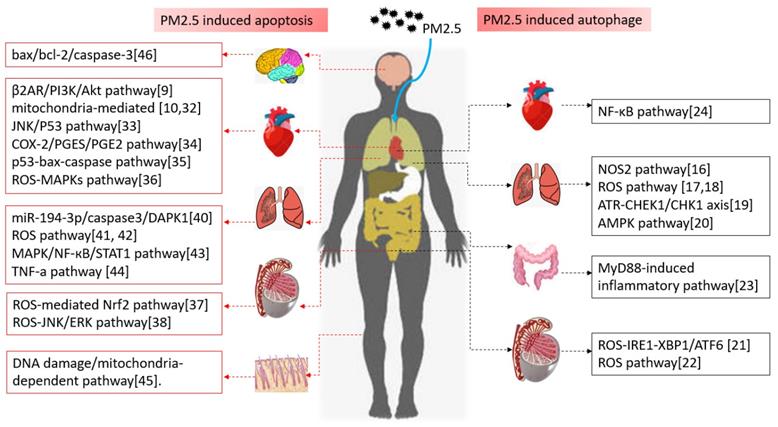 Int J Med Sci Image