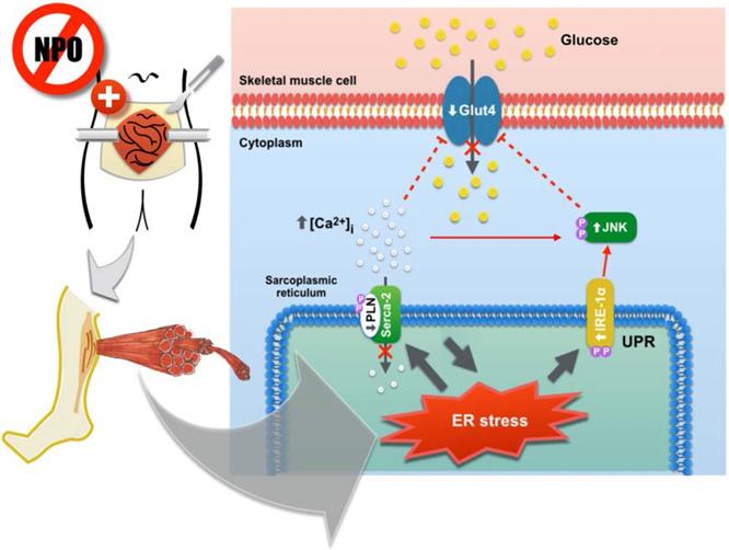 Int J Med Sci Image