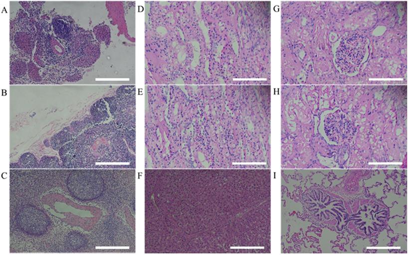 Int J Med Sci Image