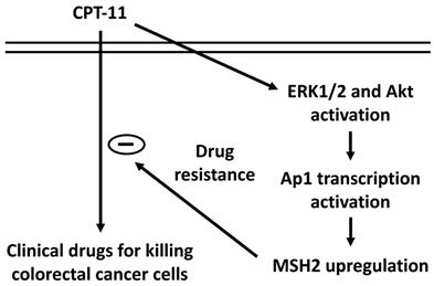 Int J Med Sci Image