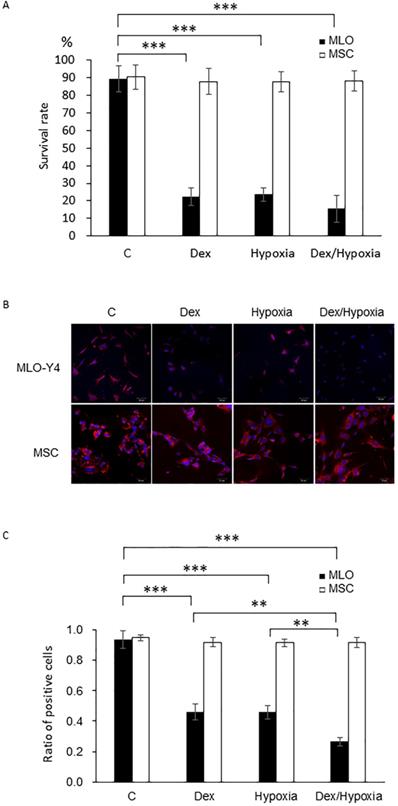 Int J Med Sci Image