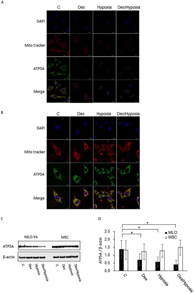 Int J Med Sci Image