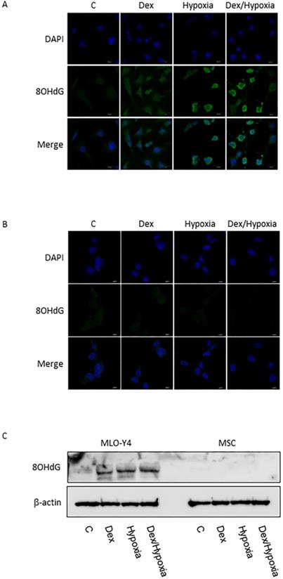 Int J Med Sci Image