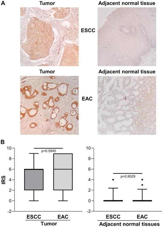 Int J Med Sci Image