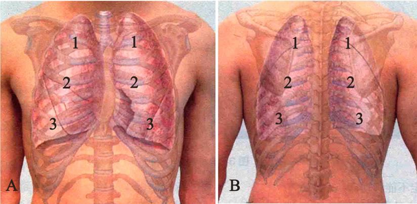 Int J Med Sci Image