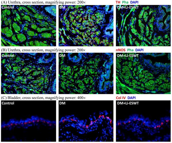 Int J Med Sci Image