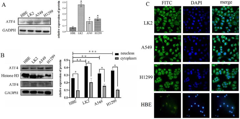 Int J Med Sci Image