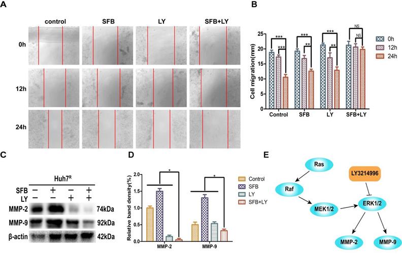 Int J Med Sci Image