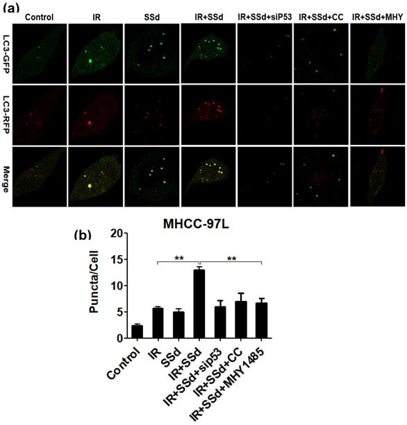 Int J Med Sci Image