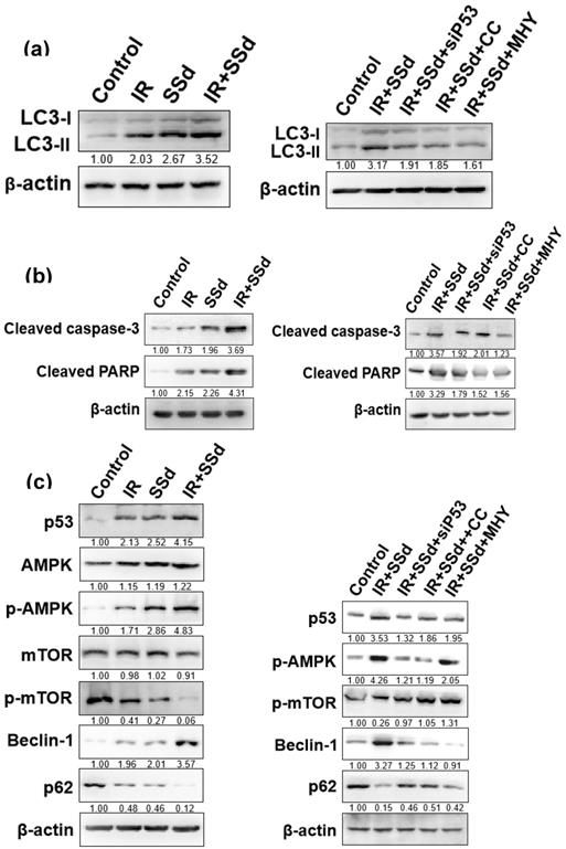 Int J Med Sci Image