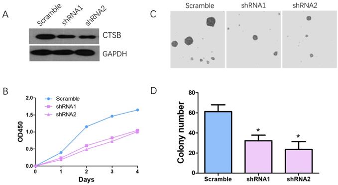 Int J Med Sci Image