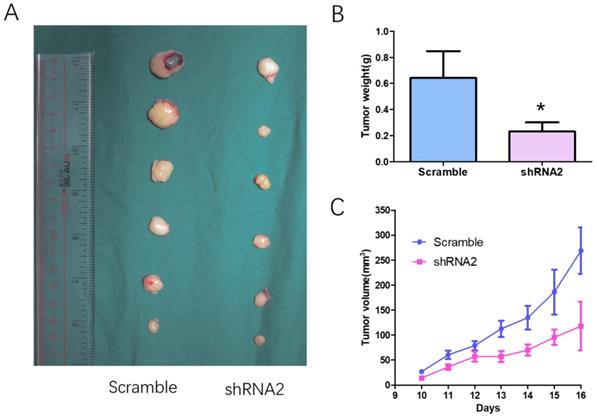 Int J Med Sci Image