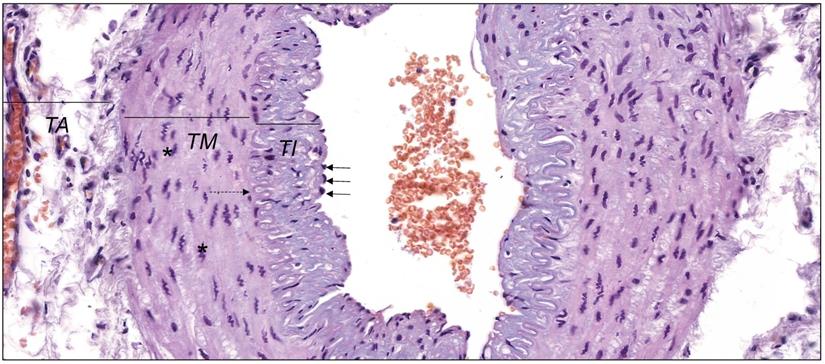 Int J Med Sci Image