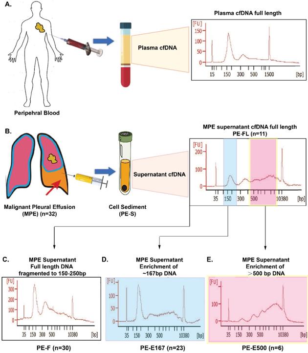 Int J Med Sci Image