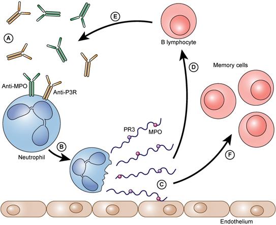 Int J Med Sci Image