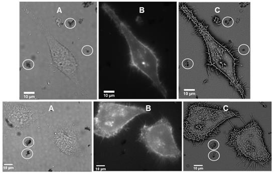 Int J Med Sci Image