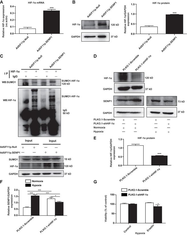 Int J Med Sci Image