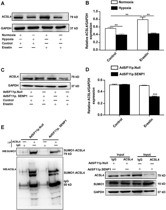 Int J Med Sci Image