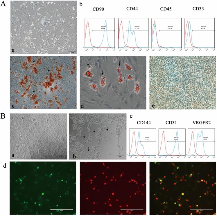 Int J Med Sci Image