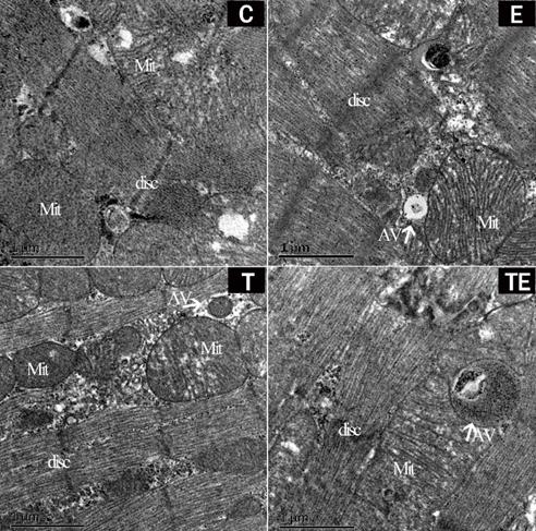 Int J Med Sci Image