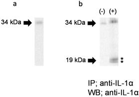 Int J Med Sci Image