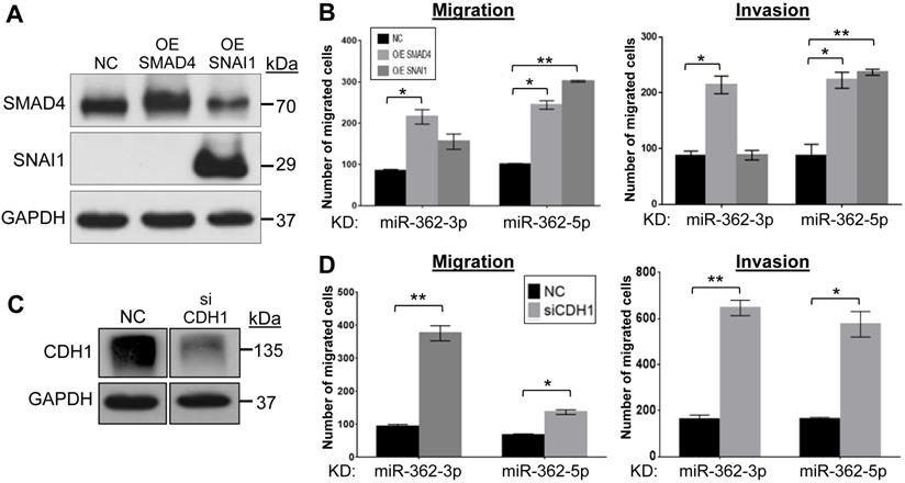 Int J Med Sci Image