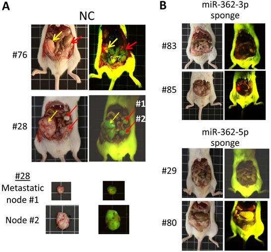 Int J Med Sci Image