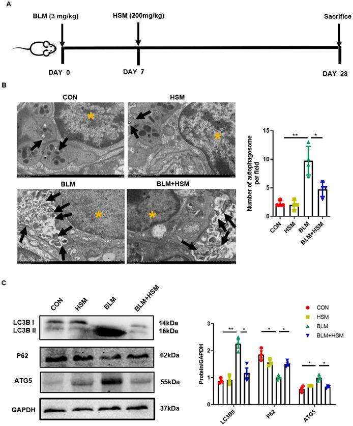 Int J Med Sci Image