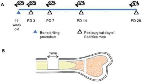 Int J Med Sci Image