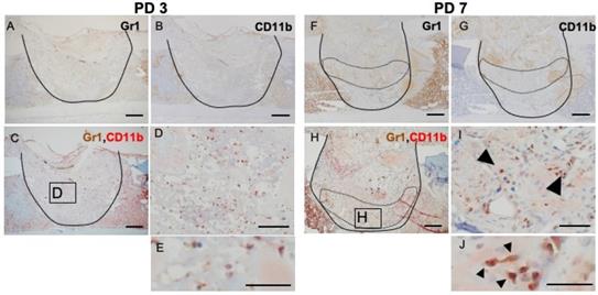 Int J Med Sci Image