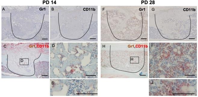 Int J Med Sci Image