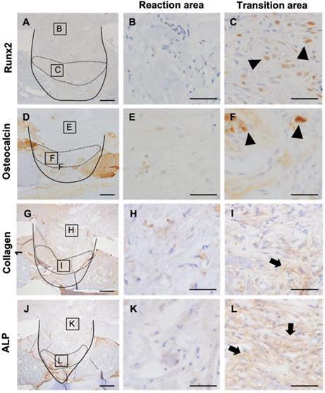 Int J Med Sci Image