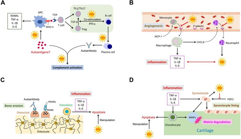 Int J Med Sci Image