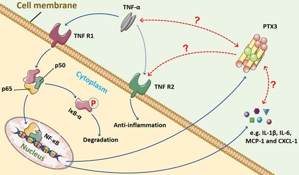 Int J Med Sci Image