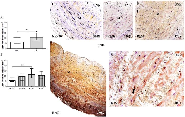 Int J Med Sci Image