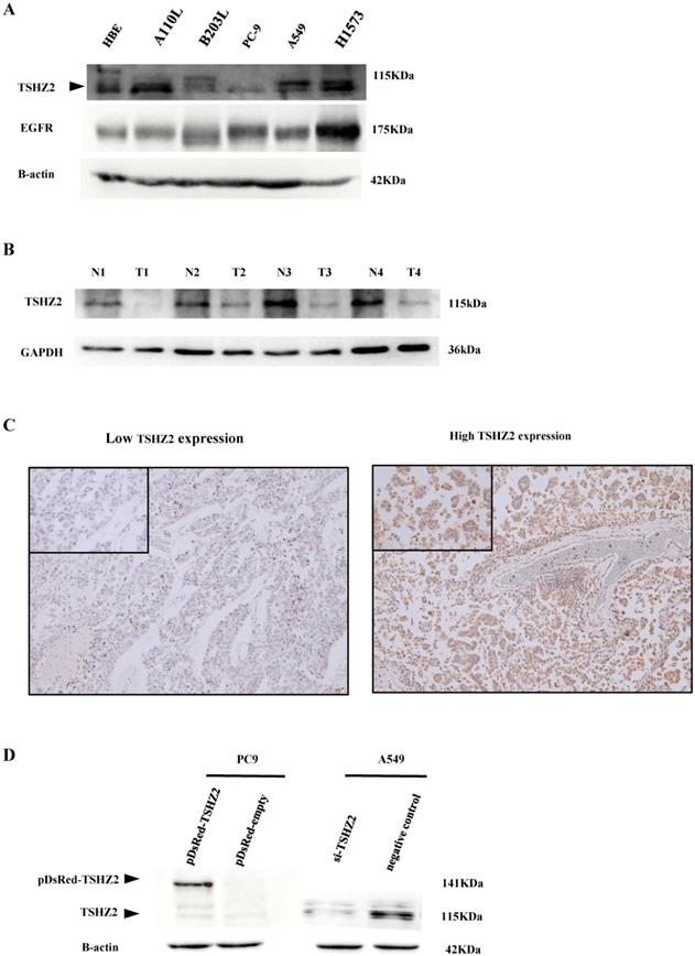 Int J Med Sci Image