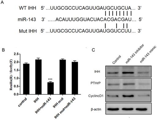 Int J Med Sci Image