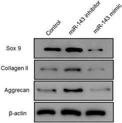 Int J Med Sci Image