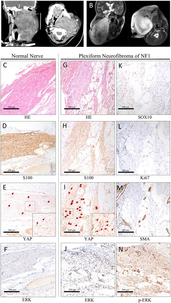 Int J Med Sci Image